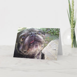 Bumblesnot Greeting Card: Looking Up Card