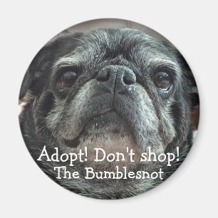 Bumblesnot magnet: Adopt! Don't shop! Magnet