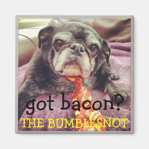 Bumblesnot magnet:  got bacon? magnet