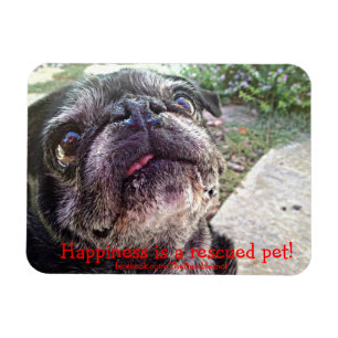 Bumblesnot magnet: Happiness is a rescued pet! Magnet