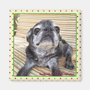 Bumblesnot magnet:  Sitting Puggy Magnet