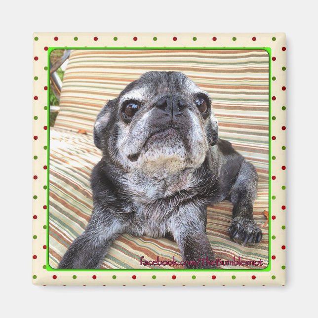 Bumblesnot magnet:  Sitting Puggy Magnet (Front)