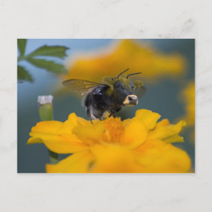 Bumblow postcard