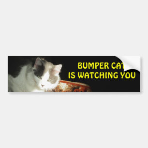Bumper Cat is watching 2 Sticker