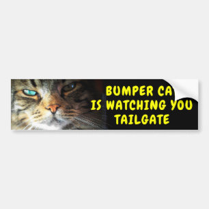 Bumper Cat is watching TAILGATE 42 Chewy Font Bumper Sticker
