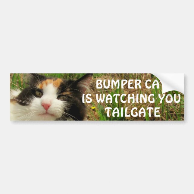 Bumper Cat is watching TAILGATE 8 Sticker (Front)