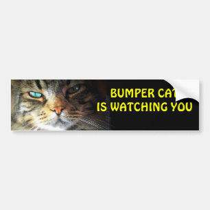 Bumper Cat is watching you 4 Sticker