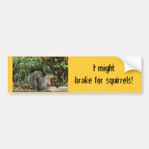 Bumper Sticker about Squirrels