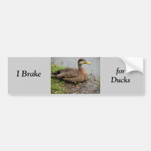 Bumper Sticker, Brake for Ducks Bumper Sticker