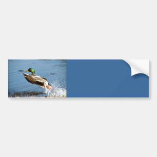 Bumper Sticker / Mallard Duck