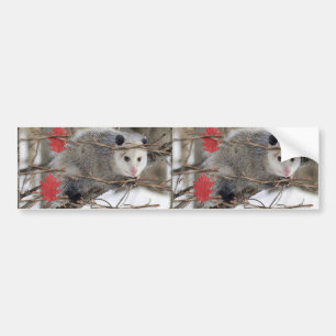 Bumper Sticker Opossum