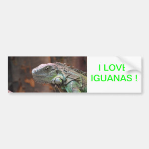 Bumper Sticker with colourful Iguana lizard