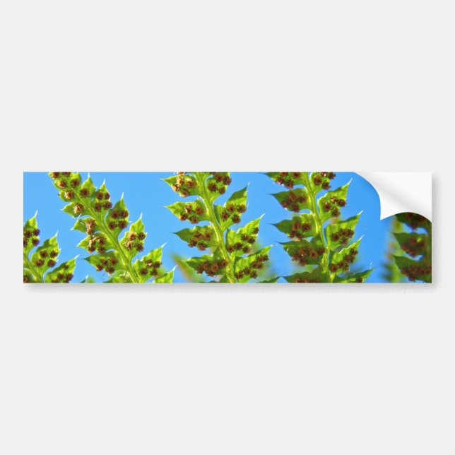 Bumper Stickers Blue Sky Green Forest Ferns (Front)
