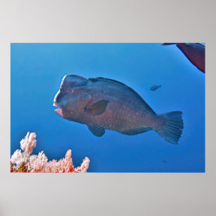 Bumphead Parrotfish Poster
