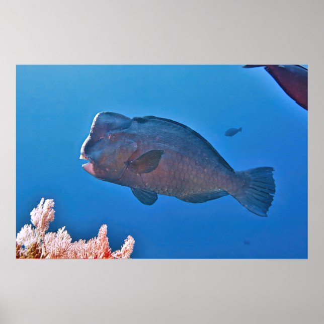 Bumphead Parrotfish Poster (Front)