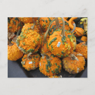 Bumpy Pumpkins Postcard