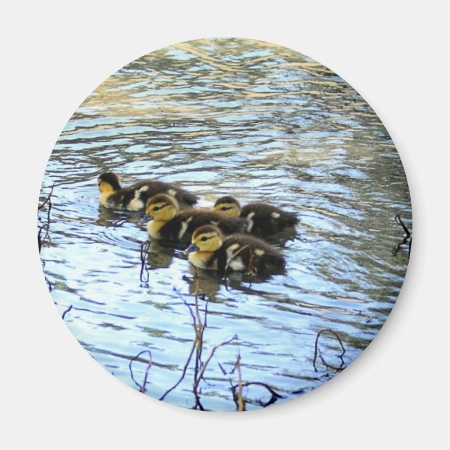 Bunch Of Baby Ducks Magnet (Front)