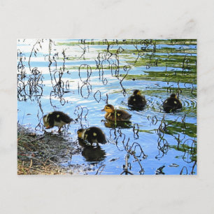 Bunch Of Baby Ducks Postcard