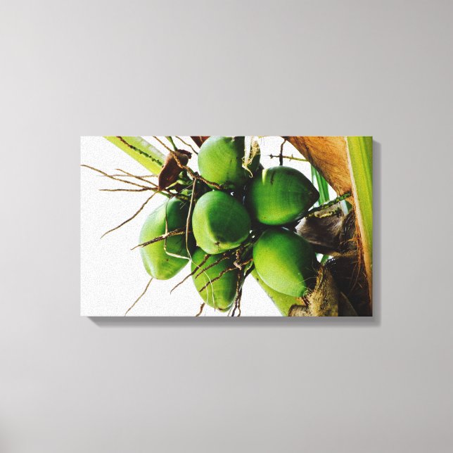 Bunch of Coconuts ~ Caribbean Canvas Print (Front)