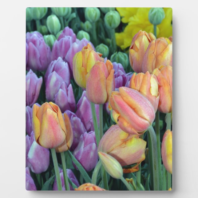 Bunch of colorful tulips plaque (Front)