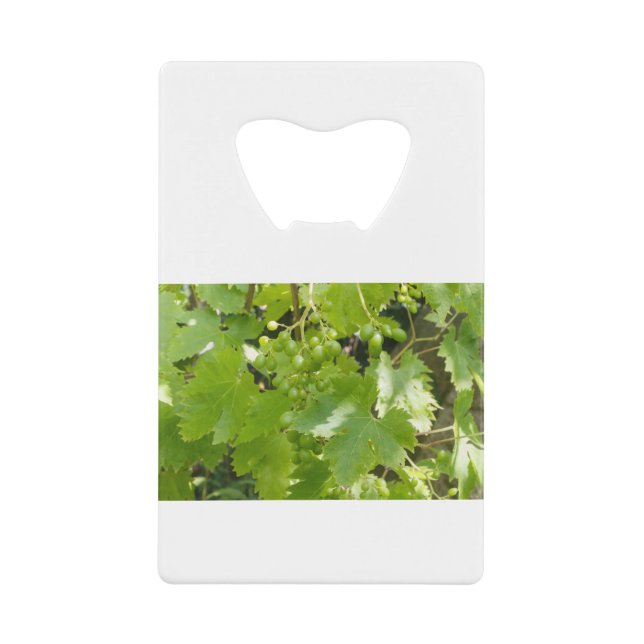 Bunch of grapes (Front)