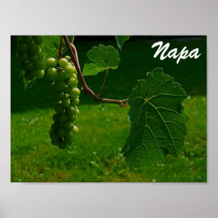 Bunch Of Grapes Napa Poster