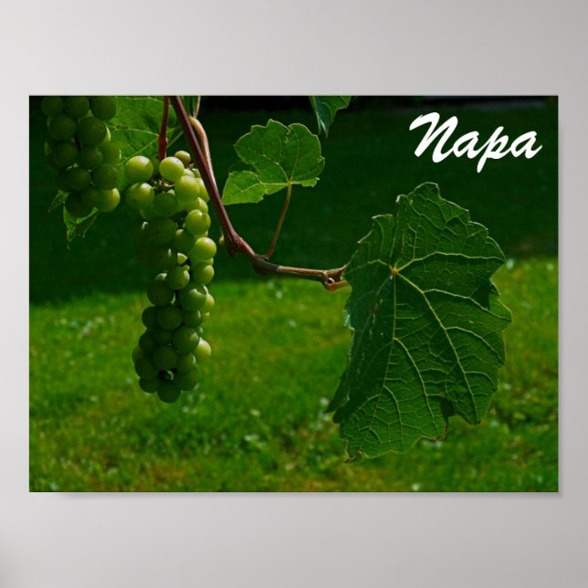 Bunch Of Grapes Napa Poster (Front)