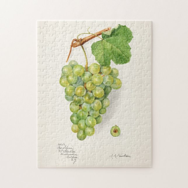 Bunch of Green Grapes Fruit Watercolor Painting Jigsaw Puzzle (Vertical)