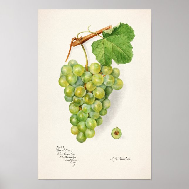 Bunch of Green Grapes Fruit Watercolor Painting Poster (Front)
