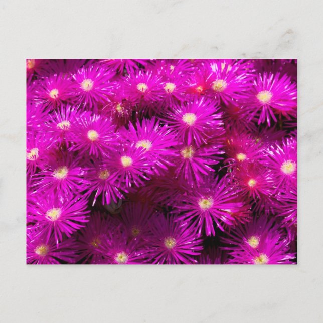 Bunch of Pink Aster Flowers Postcard (Front)