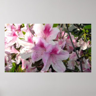 Bunch of Pink Azaleas Colour Photo print