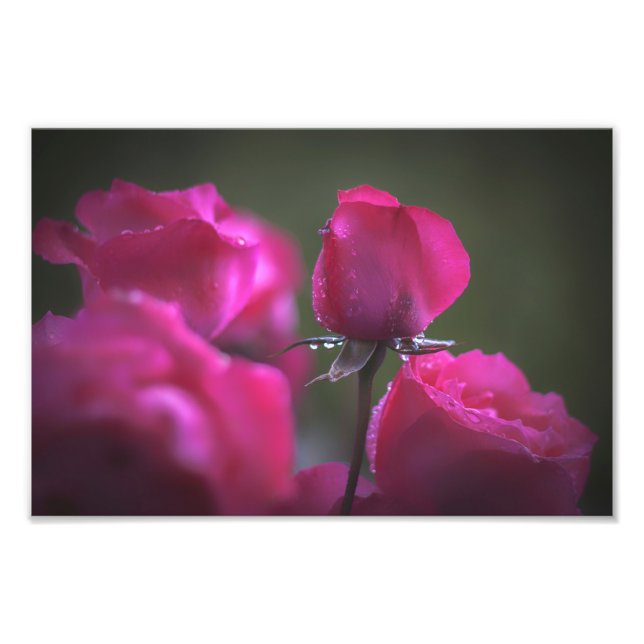 Bunch of Pink Roses (Landscape) Photo Print (Front)