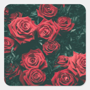 Bunch of red roses square sticker