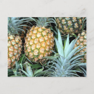 Bunch of Tropical Hawaiian Pineapples Postcard