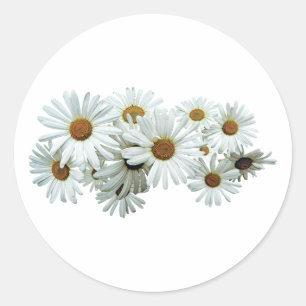 Bunch of White Daisies Classic Round Sticker