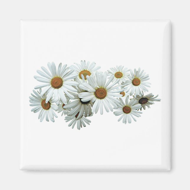 Bunch of White Daisies Magnet (Front)