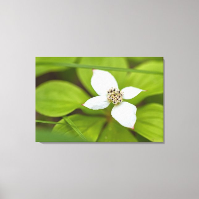 Bunchberry Canvas Print (Front)