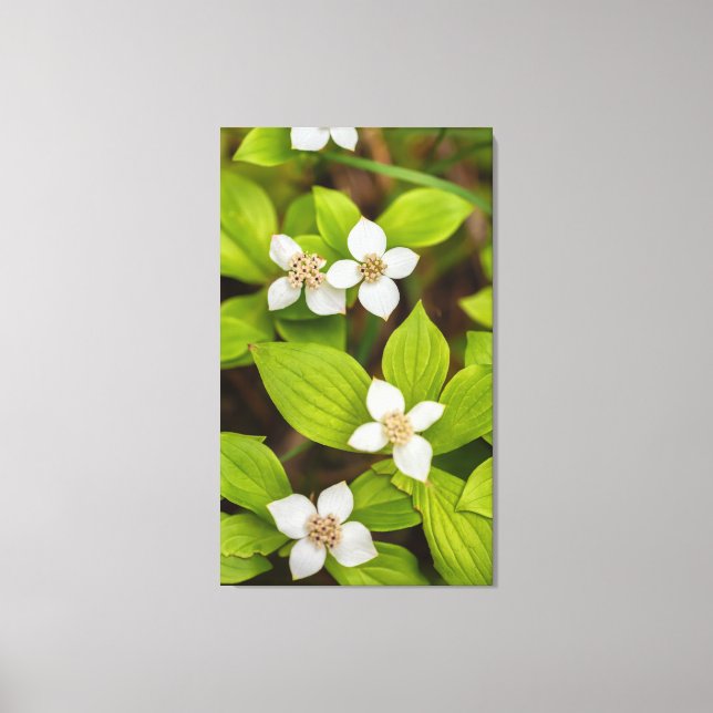 Bunchberry Flowers Canvas Print (Front)