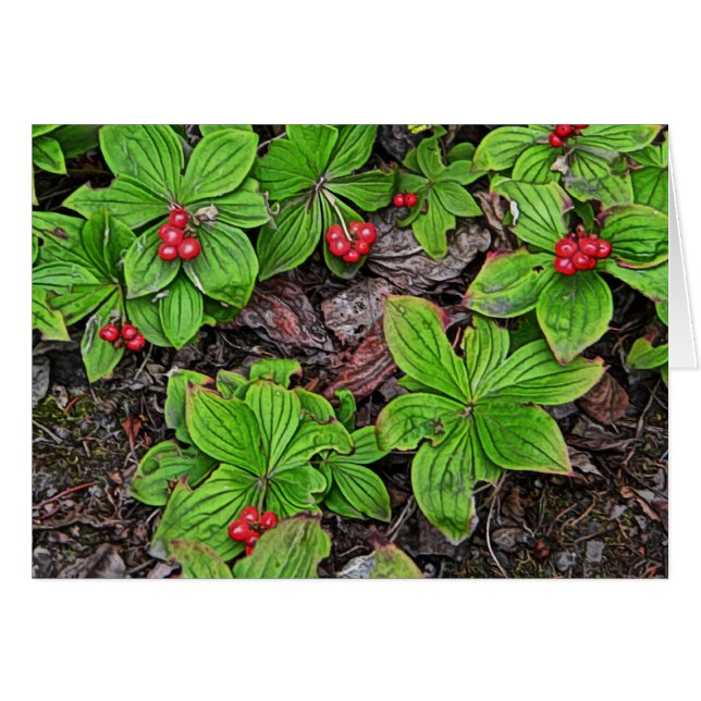 Bunchberry With Berries (Front Horizontal)