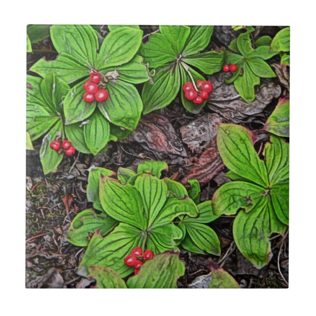Bunchberry With Berries Tile (Front)