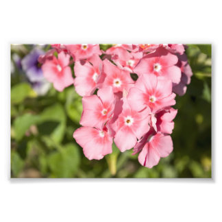 Bunches and Bunches Photo Print