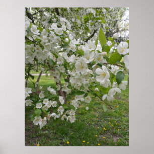 Bunches of Blossoms Poster