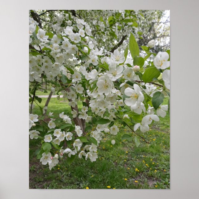 Bunches of Blossoms Poster (Front)