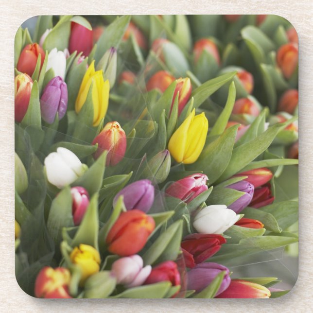 Bunches of colourful tulips coaster (Front)