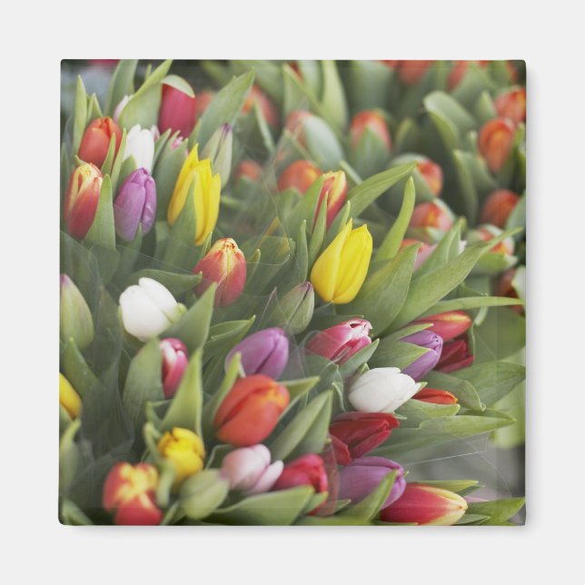 Bunches of colourful tulips magnet (Front)
