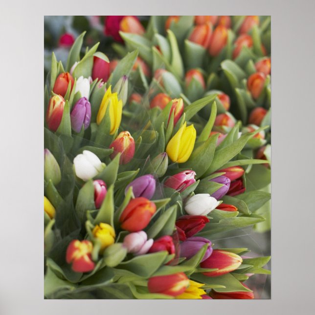 Bunches of colourful tulips poster (Front)