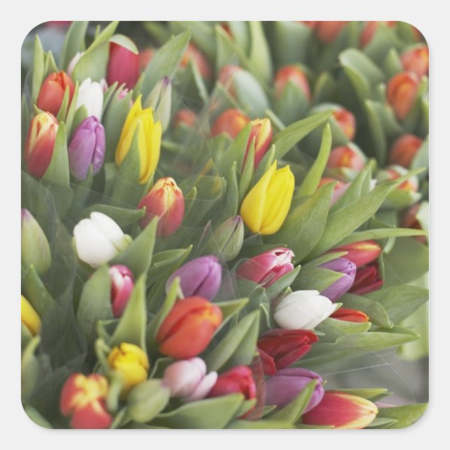 Bunches of colourful tulips square sticker (Front)