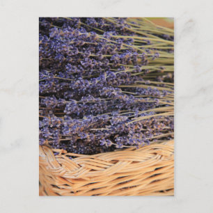 Bunches of Lavendel Postcard
