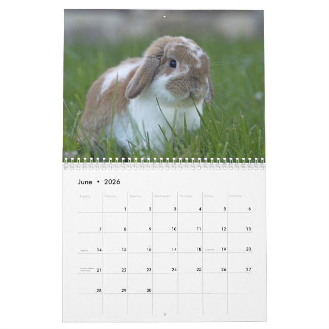 Bunnies 2016 - 12 Months of Cute Bunny Rabbits Calendar (Jun 2026)