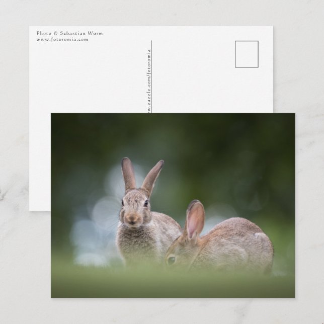 Bunnies Wildlife photo Postcard (Front/Back)